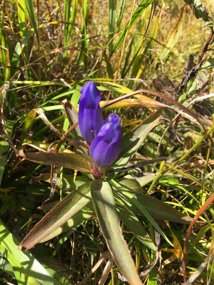 リンドウの投稿画像 By Morimoriさん 花のある暮らし 18月10月2日 Greensnap グリーンスナップ