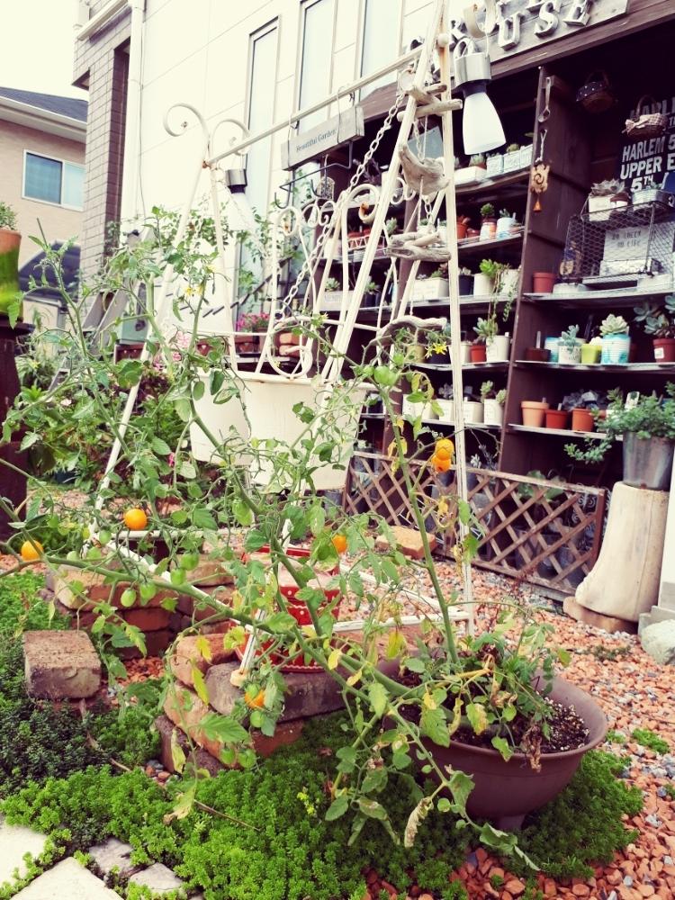 セダム属の投稿画像 By Shushさん ミニトマト と多肉棚diyと100均とアンティークとブランコ風オブジェと流木とdiyと家庭菜園奮闘日記とレンガの小道 18月10月2日 Greensnap グリーンスナップ