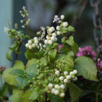 こぼれ種で増えるよ W の投稿画像一覧 Greensnap グリーンスナップ