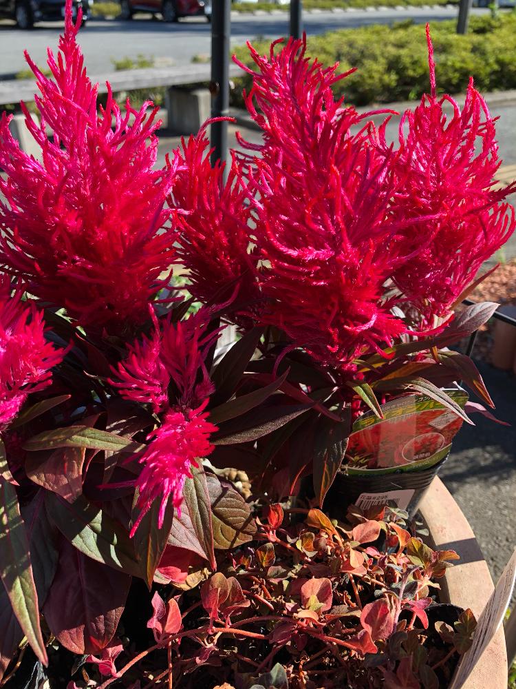 セロシア ライオンハートの投稿画像 By たかりえさん リシマキアとリシマキアミッドナイトサンと職場の花壇と山梨県とケイトウと職場の花壇と山梨県 18月10月2日 Greensnap グリーンスナップ Greensnap グリーンスナップ