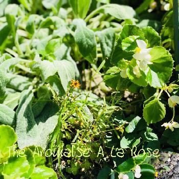 塩害のジニアの投稿画像一覧 Greensnap グリーンスナップ