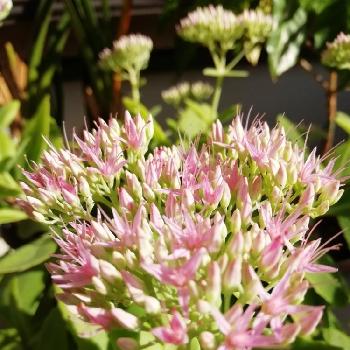 夏は半日陰の投稿画像一覧 Greensnap グリーンスナップ