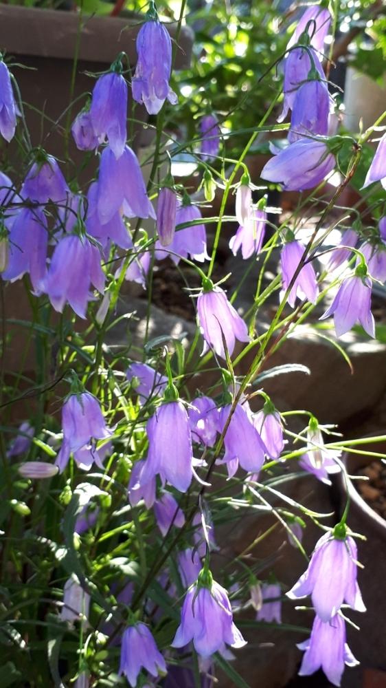 イワシャジンの投稿画像 by flower&skyさん｜山野草と満開と花のある暮らしと紫の花と秋の花と『山野草