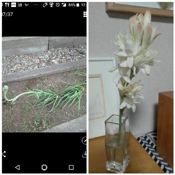 チュベローズの投稿画像一覧 Greensnap グリーンスナップ