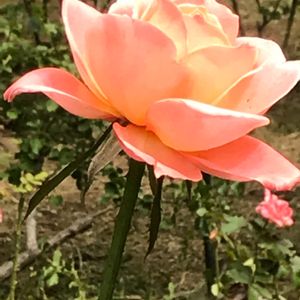 薔薇,王朝,庭園,オレンジ色の画像