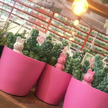 ウサギのかくれんぼの投稿画像一覧 Greensnap グリーンスナップ