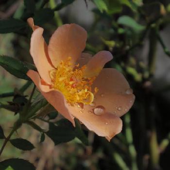 ミニバラ チャーリーブラウンの画像 by MIさん | 小さな庭とミニバラ チャーリーブラウンとミニバラとバラと薔薇愛同盟とオレンジ色の花