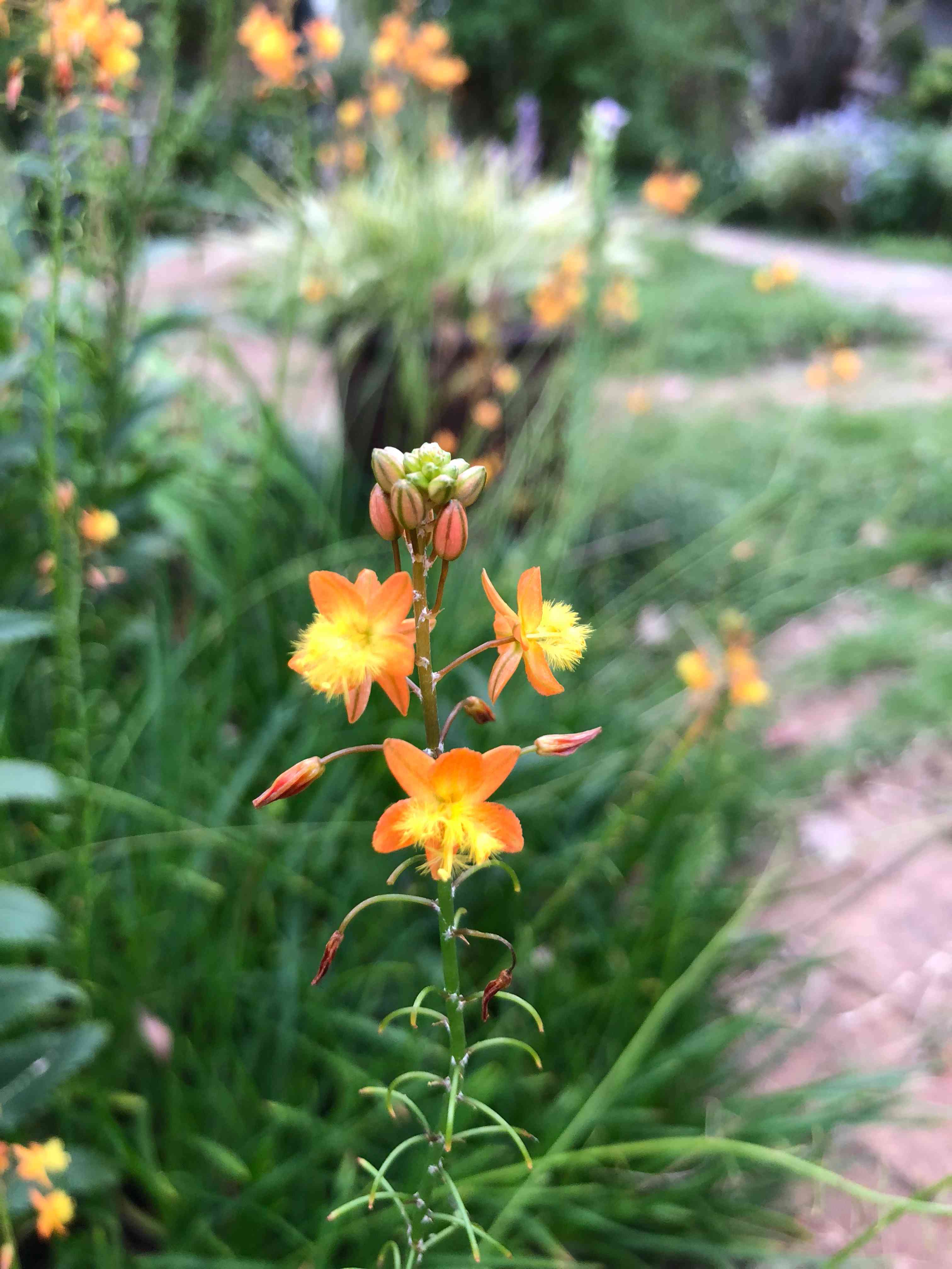 スネークフラワーの一覧｜🍀GreenSnap（グリーンスナップ）