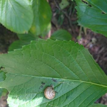 期待を込めての投稿画像一覧 Greensnap グリーンスナップ