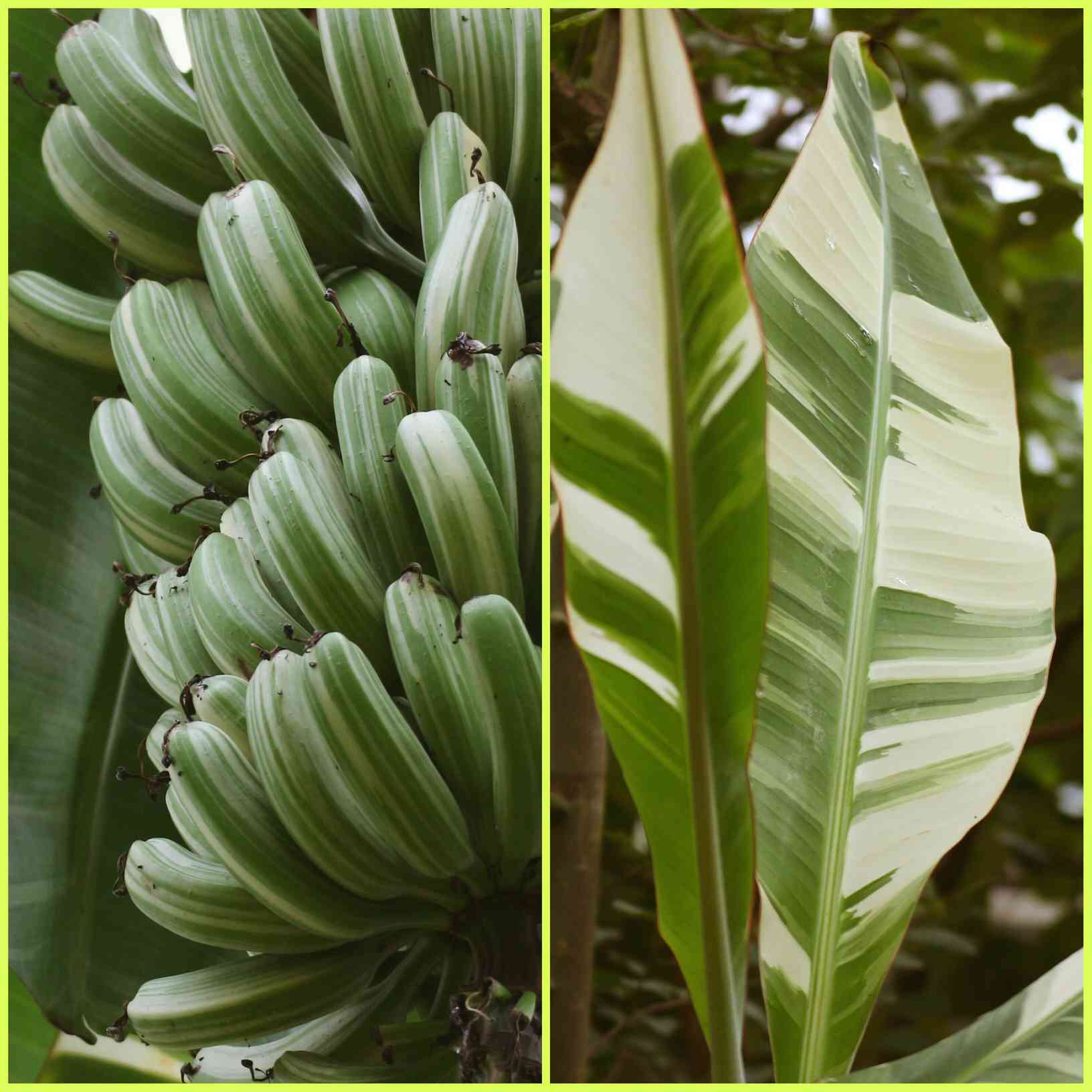 斑入りバナナ ムサ アエアエ 子株 - 植物/観葉植物