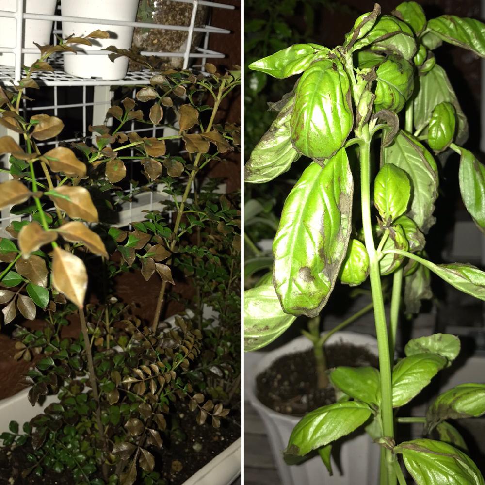 シマトネリコの投稿画像 By Emiさん バジルと観葉植物とシマトネリコ と台風とバジル ハーブと台風被害とがっかりとバルコニスト 18月10月4日 Greensnap グリーンスナップ