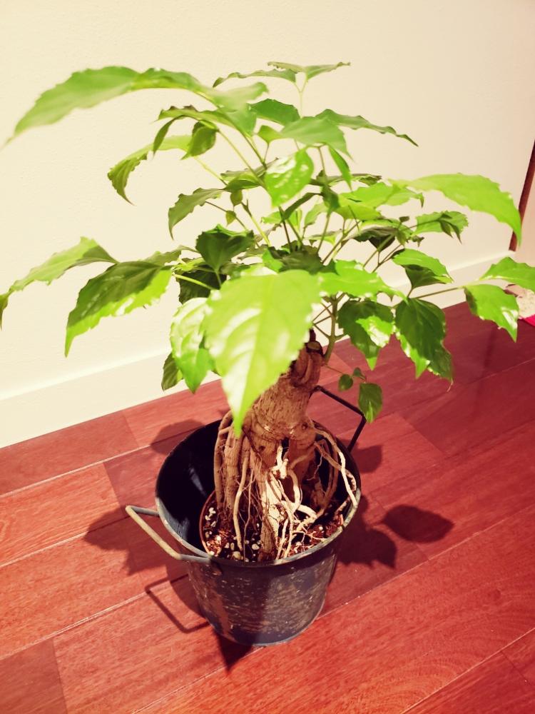 根上りの投稿画像 By 雪之丞さん ヘテロパナックス とgs映えとgs日和ときれいと植中毒と珍奇植物と葉っぱばかり 18月10月4日 Greensnap グリーンスナップ