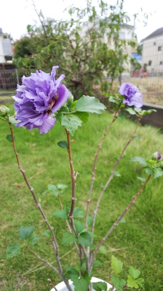 ムクゲ 紫玉の投稿画像 By あえりさん 小さなお花とブルーと癒しと軒下と南側庭と花のある暮らし 18月10月4日 Greensnap グリーンスナップ