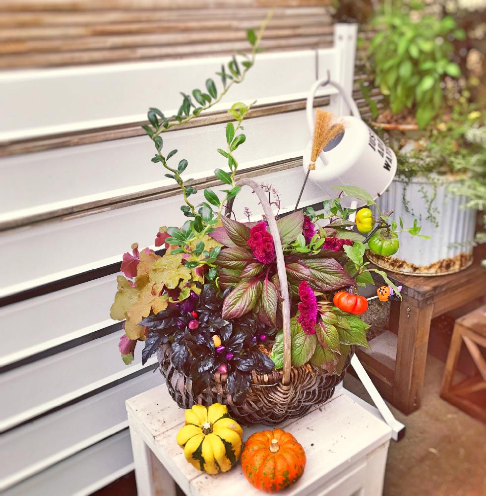 雲龍ツゲ スパイラルドラゴンの投稿画像 By Nya Aさん ソラナムパンプキンとアプローチと ハロウィンアレンジ フォトコンテスト18と秋っぽくと寄せ植えとカゴと植中毒と庭のある暮らしと花のある暮らしと ハロウィンアレンジ フォトコンテスト18と秋っぽくと