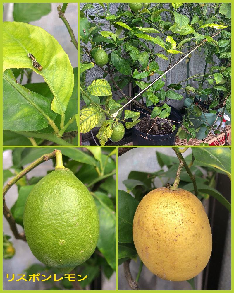 リスボンレモンの投稿画像 By Citrusさん レモン リスボンとレモンの鉢植えと柑橘類 18月10月4日 Greensnap グリーンスナップ