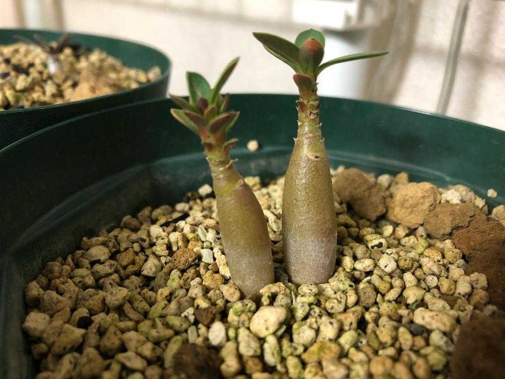 実生•アデニウム (H29.7.31〜)🌱｜🍀GreenSnap（グリーンスナップ）