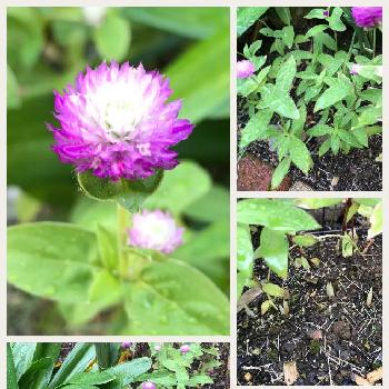 球根発芽の画像 by TORATORAさん | 小さな庭とセンニチコウと開花と開花中と雨に輝くと球根発芽と植えっぱなしと花のある暮らしと直播き種