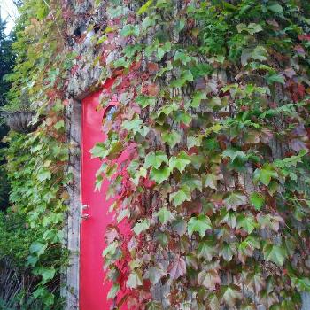 蔦の紅葉、の画像 by よちこさん | お出かけ先と物置小屋と蔦の紅葉、と朝の散歩道
