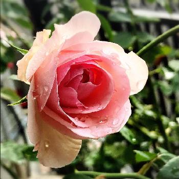 エルミタージュの投稿画像一覧 Greensnap グリーンスナップ