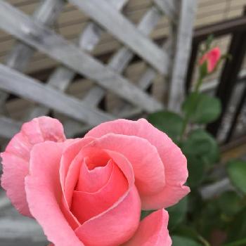 お花好きと繋がりたいの画像 by me❤︎さん | 広い庭と薔薇とお花好きと繋がりたいと可愛いと花のある暮らしと薔薇のある暮らしとバルコニスト