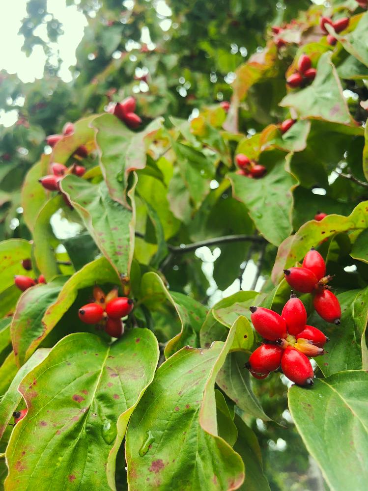 ハナミズキの投稿画像 By ホリさん 樹木と実がなると ハナミズキと街路樹と赤い実 18月10月5日 Greensnap グリーンスナップ