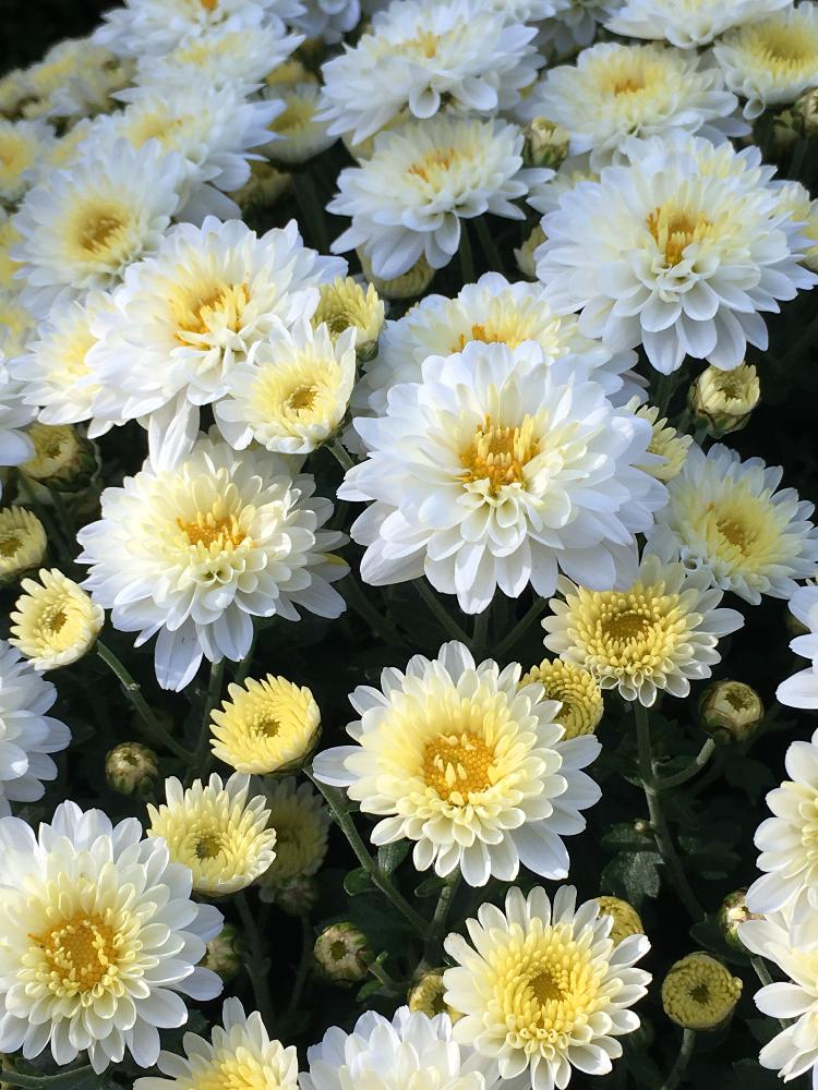 スプレーマム の投稿画像 By ことりさん 小菊 とポンポンと花のある暮らしと白い花とかわいいな 18月10月5日 Greensnap グリーンスナップ