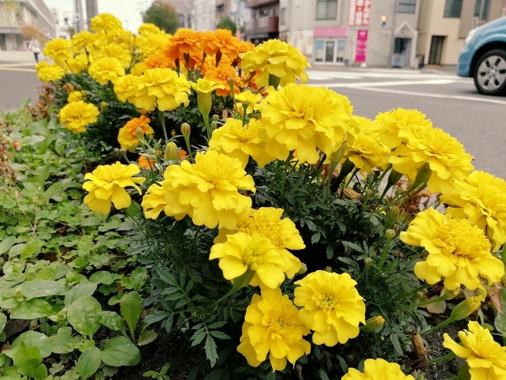 マリーゴールドの投稿画像 By Ayameさん ビタミンカラーと道端の花とオレンジの花と黄色い花 18月10月6日 Greensnap グリーンスナップ