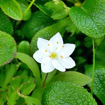 心に強く訴えるツマトリソウ 花 言葉 最高の花の画像