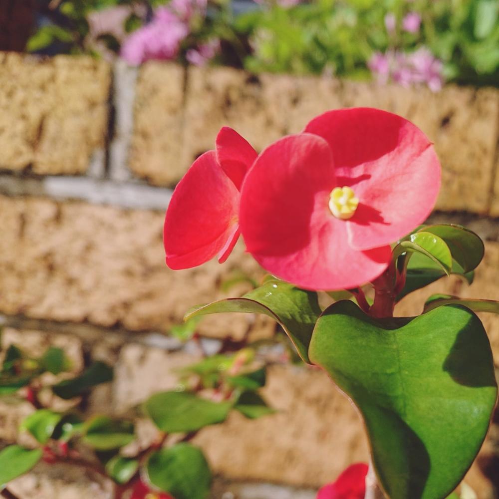 トゲナシハナキリンの投稿画像 By Mamiさん ハナキリンとキュンキュン乙女倶楽部と18燃えるような赤とナチュラルガーデンと癒し空間とキュンキュン乙女倶楽部no 86と花のある暮らしとかわいいな 18月10月6日 Greensnap グリーンスナップ