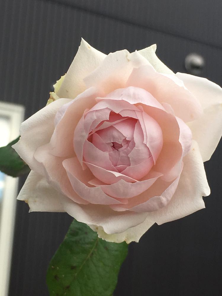 バラ ロードリーオベロンの投稿画像 By よりさん 小さな庭とばら バラ 薔薇 とピンク ピンクとナチュラルガーデンと今日のお花とイングリッシュ ローズとズボラガーデナーと可愛いとガーデニングと花のある暮らしと薔薇 とバラ ミニバラとdavid Austin Rosesとばら