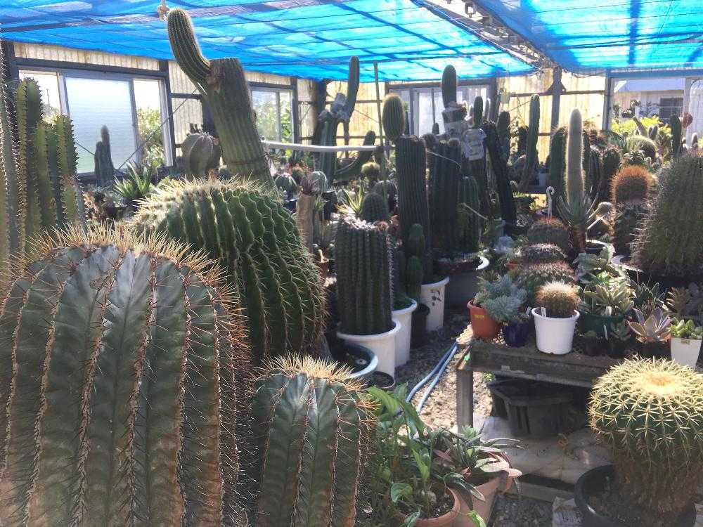 南城市 ズケランサボテン園 Cactus Farm Zukeran Greensnap グリーンスナップ