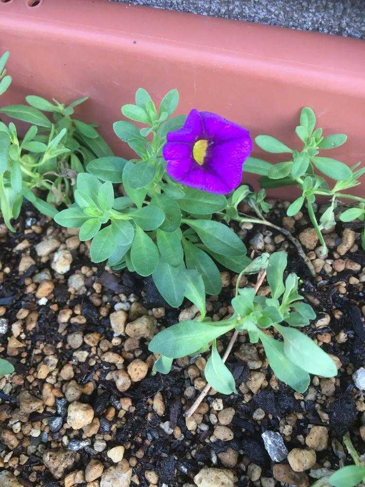 商談中】ガーデンカリブラコア スイングベル追記