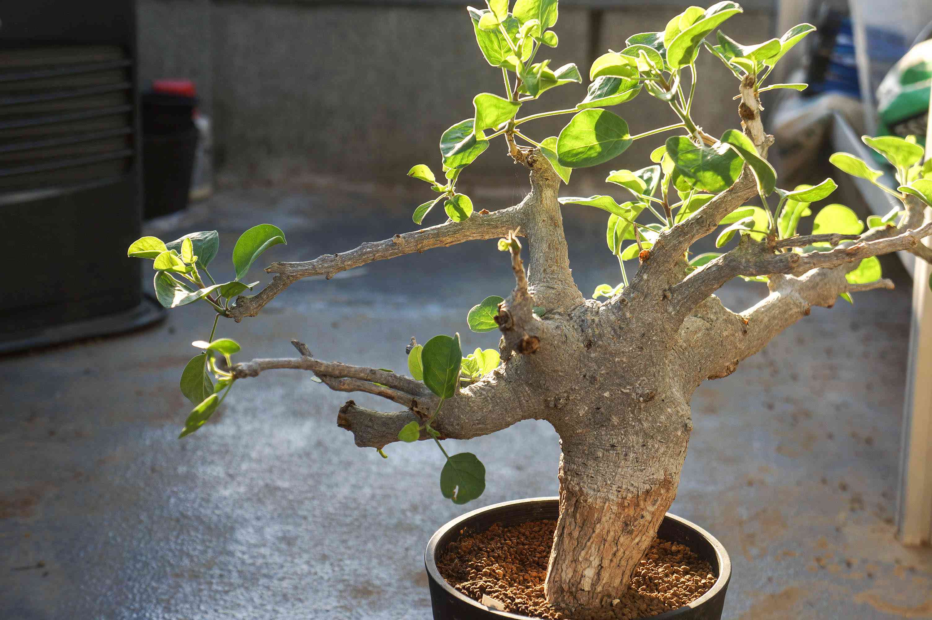 コミフォラ ドレイクブロックマニーの一覧｜🍀GreenSnap（グリーン