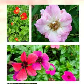 プレミアムビンカタトゥー　パパイヤの画像 by のりりんの森さん | 広い庭とうれしいな♪とプレミアムビンカタトゥー　パパイヤと綺麗な色合い♡とキレイ☆とฅ'ω'ฅかわいいと八重咲ききょうと花のある暮らしと大根草とマチルダ薔薇とサルビアの花と癒やしﾀｲﾑとトキメキ❤