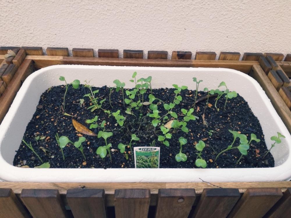 ハツカダイコンの投稿画像 By クロノスケさん ラディッシュとゴールデンオレガノと初心者と害虫駆除と虫除けハーブと家庭菜園奮闘日記とコンパニオンプランツとニームスプレー 18月10月7日 Greensnap グリーンスナップ