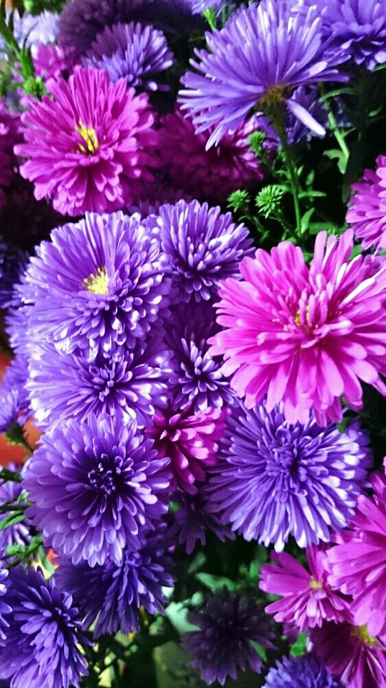 アスターの投稿画像 By Harkaさん 切り花と花のある暮らしと花はいいねぇと紫の花 18月10月7日 Greensnap グリーンスナップ