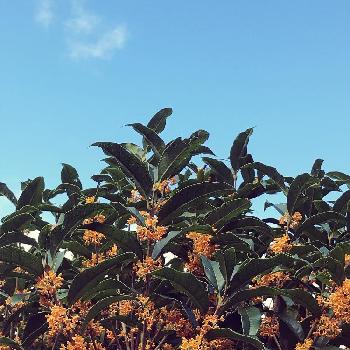 金木犀✿の画像 by ママンさん | 秋に向けてとGS映えと散歩と金木犀✿と花のある暮らしと元気に咲く❣️と癒し♡と楽しみ☆