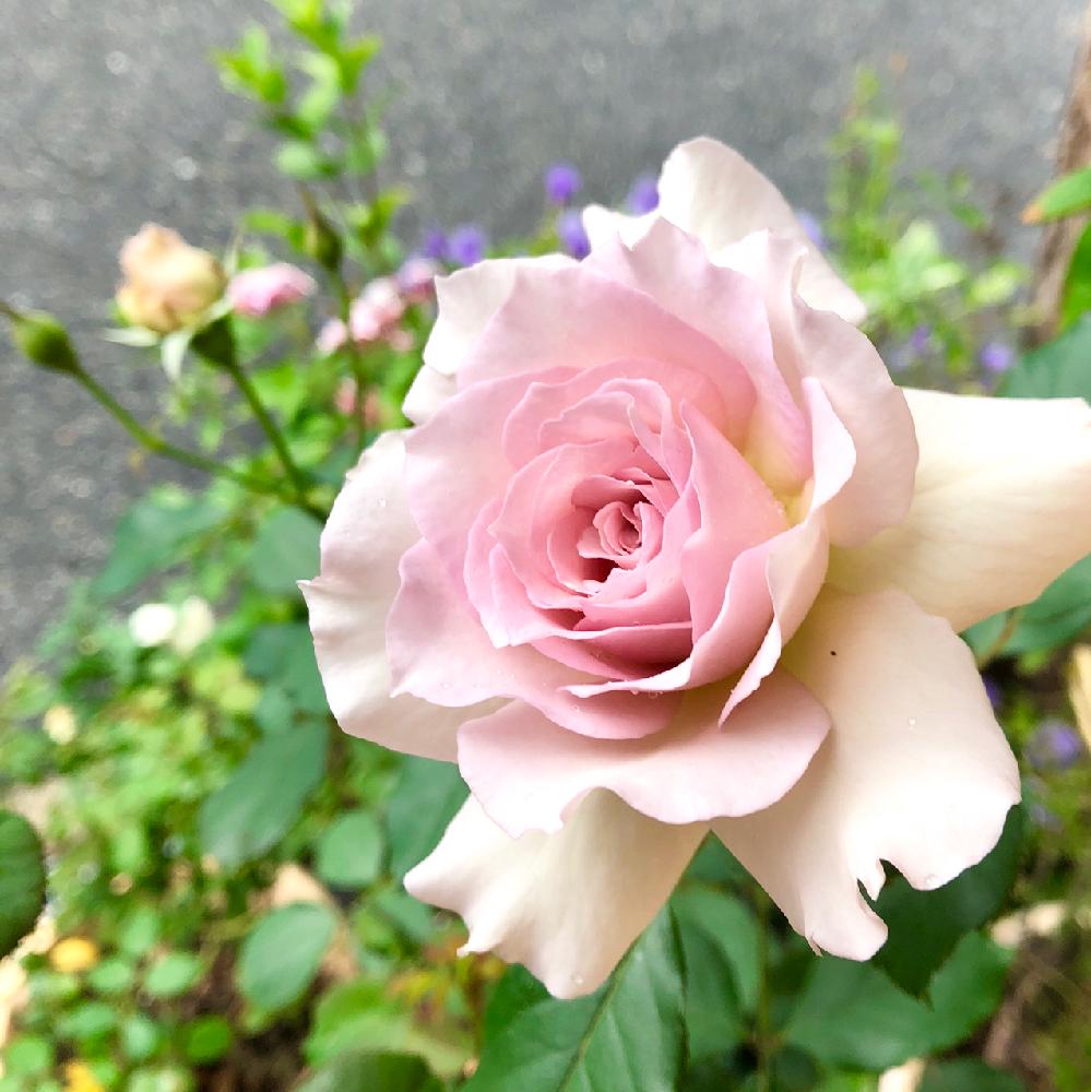 バラ ニューウェーブの投稿画像 By Planteさん 花のある暮らしとガーデニングと咲いた とバラを楽しむ 18月10月7日 Greensnap グリーンスナップ