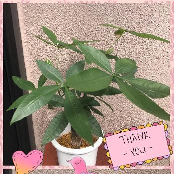 葉っぱちゃん の投稿画像一覧 Greensnap グリーンスナップ