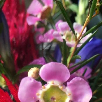 寂しい気持ちの画像 by りりぃさん | 部屋とムラサキの花と寂しい気持ちと秋っぽくと青い花と緑のある暮らしと赤い花とピンク色の花と花のある暮らし