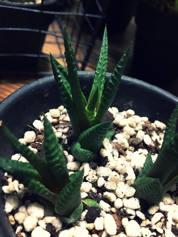 ハオルチア リミフォリアの投稿画像 By Iron And Woodさん 多肉植物と観葉植物と株分けと硬葉系と子株と新芽 18月10月7日 Greensnap グリーンスナップ