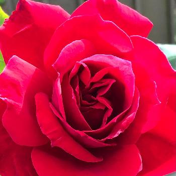 クリスチャン・ディオール バラの画像 by メグさん | 小さな庭とおつかれさまとクリスチャン・ディオール バラと薔薇愛同盟といつもありがとう♡と癒しとGS日和と頑張ってと小さな幸せ♡と可愛いと花のある暮らしと薔薇♪と私のこだわりバラ