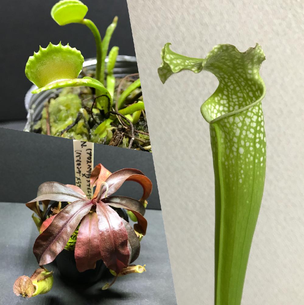 サラセニア属の投稿画像 By いろはさん 食虫植物 ハエトリグサと食虫植物とネペンテス属とぶりくら市と植中毒と食虫植物 ウツボカズラと珍奇植物と食虫植物 サラセニアと食虫植物広め隊とディオネアマスシプラ 18月10月7日 Greensnap グリーンスナップ