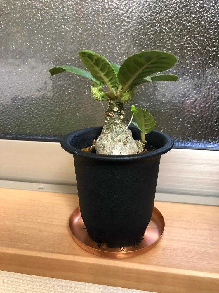 ドルステニア フォエチダ ハイブリッド｜🍀GreenSnap（グリーンスナップ）