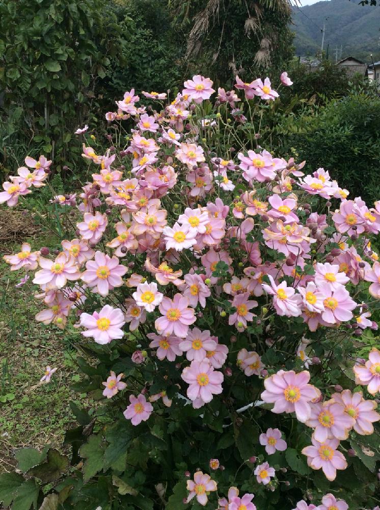 秋明菊 ピンク の投稿画像 By Hochinさん 花のある暮らしと家庭菜園とピンクの花と小さな庭と花のある暮らしと家庭菜園とピンクの花 18月10月8日 Greensnap グリーンスナップ Greensnap グリーンスナップ