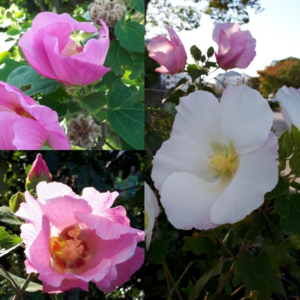 フヨウの投稿画像 By Flower Skyさん 花の咲く木とご近所さんとピンクの花と夏の花と花のある暮らしと白い花 2018月10月8日 Greensnap グリーンスナップ