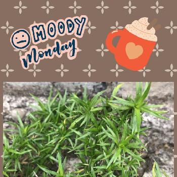 葉っぱちゃん の投稿画像一覧 Greensnap グリーンスナップ