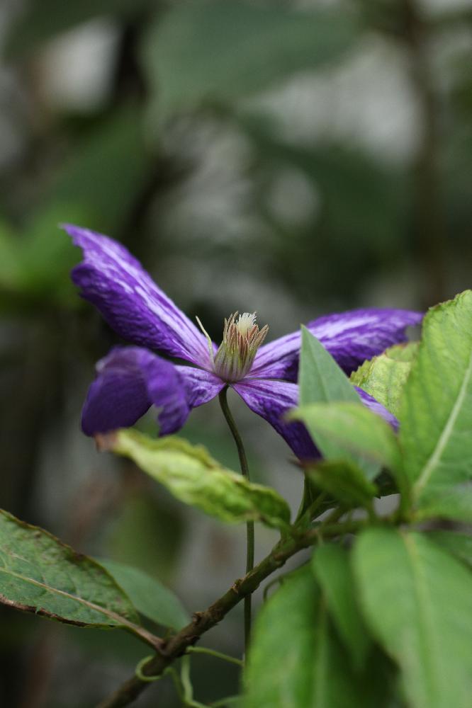 Clematis Tie Dye クレマチス タイダイ の投稿画像 By Pabkaさん 小さな庭と新枝咲きとジャックマニー系とつる性植物と多年草と斑入りスキーとキンポウゲ科と秋だねぇ W と絞りの花と庭の宿根草と新枝咲きとジャックマニー系とつる性植物と多年草と斑入り