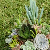 リラシナ,ブラックプリンス,若緑,カリフォルニアサンセット,サブセシリスの画像