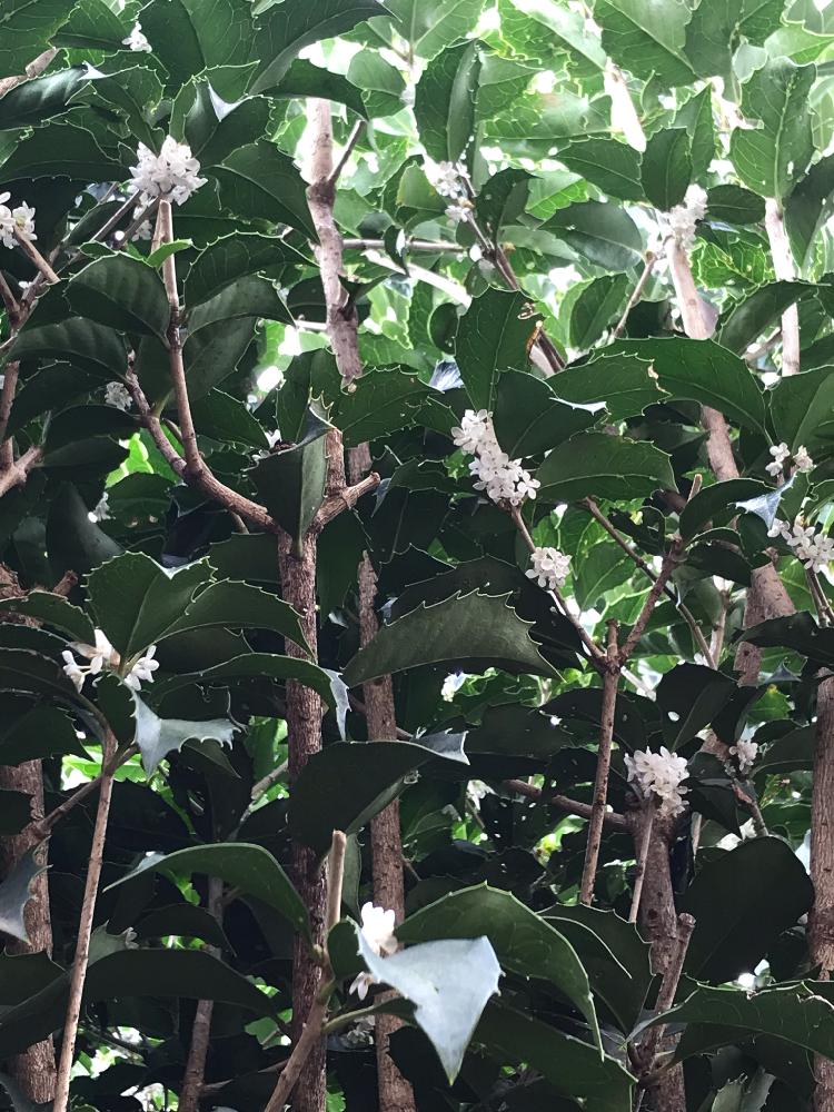 ヒイラギモクセイの投稿画像 By Mimosahimeさん ナチュラルガーデンと生垣と白い花と花咲いた 18月10月9日 Greensnap グリーンスナップ